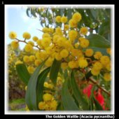 The Golden Wattle (Acacia pycnantha)