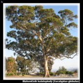 Blahovičník kulatoplodý (Eucalyptus globulus)
