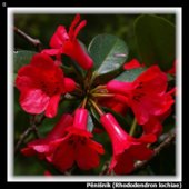 Pěnišník (Rhododendron lochiae)