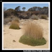 Australská tráva (Triodia scariosa)