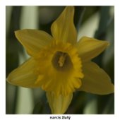 narcis žlutý