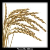 Pšenice-klas-Obilniny
