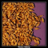 Pšenice-Obilniny