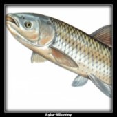 Ryba-Bílkoviny