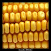 Kukuřice-Obilniny