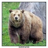 medvěd grizzly
