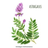 Astralagus membranaceus