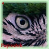 Papoušek